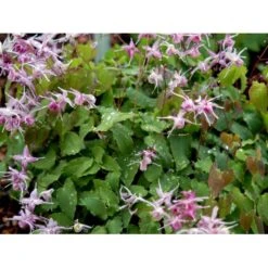 Bispehue 'Lilafee' Epimedium Grandiflorum 'Lilafee' 10 Cm. Potte