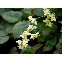 Bispehue 'Sulphureum' Epimedium Versicolor 'Sulphureum' 10 Cm. Potte 15 Bispehue 'Sulphureum' Epimedium Versicolor 'Sulphureum' 10 Cm. Potte -Osmo Salgsbutik mi856 epimedium versicolor sulphureum 37e7