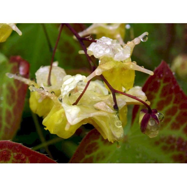 Bispehue 'Sulphureum' Epimedium Versicolor 'Sulphureum' 10 Cm. Potte 5 Bispehue 'Sulphureum' Epimedium Versicolor 'Sulphureum' 10 Cm. Potte - Billede 3