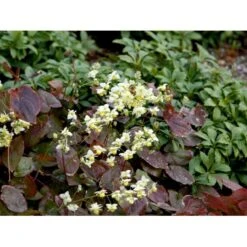 Bispehue 'Sulphureum' Epimedium Versicolor 'Sulphureum' 10 Cm. Potte 14 Bispehue 'Sulphureum' Epimedium Versicolor 'Sulphureum' 10 Cm. Potte -Osmo Salgsbutik mi856 epimedium versicolor sulphureum bde3