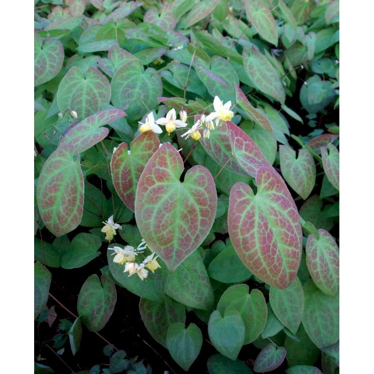 Bispehue 'Sulphureum' Epimedium Versicolor 'Sulphureum' 10 Cm. Potte 7 Bispehue 'Sulphureum' Epimedium Versicolor 'Sulphureum' 10 Cm. Potte - Billede 5