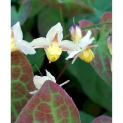 Bispehue 'Sulphureum' Epimedium Versicolor 'Sulphureum' 10 Cm. Potte 12 Bispehue 'Sulphureum' Epimedium Versicolor 'Sulphureum' 10 Cm. Potte -Osmo Salgsbutik mi856 epimedium versicolor sulphureum f802