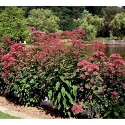 Hjortetrøst 'Atropurpureum' Eupatorium Maculatum 'Atropurpureum' 1 Liter Potte -Osmo Salgsbutik mi913 eupatorium maculatum atropurpureum 7aff