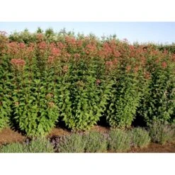 Hjortetrøst 'Atropurpureum' Eupatorium Maculatum 'Atropurpureum' 1 Liter Potte -Osmo Salgsbutik mi913 eupatorium maculatum atropurpureum bd13