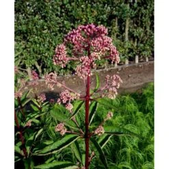 Hjortetrøst 'Atropurpureum' Eupatorium Maculatum 'Atropurpureum' 1 Liter Potte -Osmo Salgsbutik mi913 eupatorium maculatum atropurpureum e651