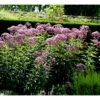 Hjortetrøst 'Atropurpureum' Eupatorium Maculatum 'Atropurpureum' 1 Liter Potte -Osmo Salgsbutik mi913 eupatorium maculatum atropurpureum f74d