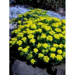 Forårs-Vortemælk Euphorbia Polychroma 1 Liter Potte 12 Forårs-Vortemælk Euphorbia Polychroma 1 Liter Potte -Osmo Salgsbutik mi919 euphorbia polychroma 22f1