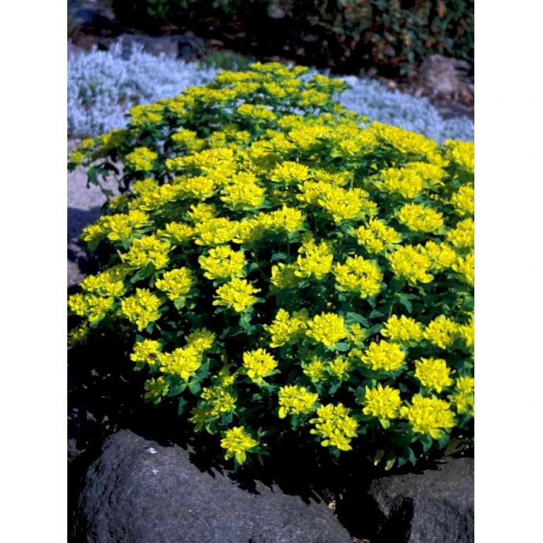 Forårs-Vortemælk Euphorbia Polychroma 1 Liter Potte 7 Forårs-Vortemælk Euphorbia Polychroma 1 Liter Potte - Billede 5