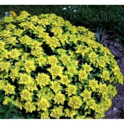 Forårs-Vortemælk Euphorbia Polychroma 1 Liter Potte 13 Forårs-Vortemælk Euphorbia Polychroma 1 Liter Potte -Osmo Salgsbutik mi919 euphorbia polychroma 8d14