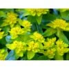 Forårs-Vortemælk Euphorbia Polychroma 1 Liter Potte -Osmo Salgsbutik mi919 euphorbia polychroma 8ffb