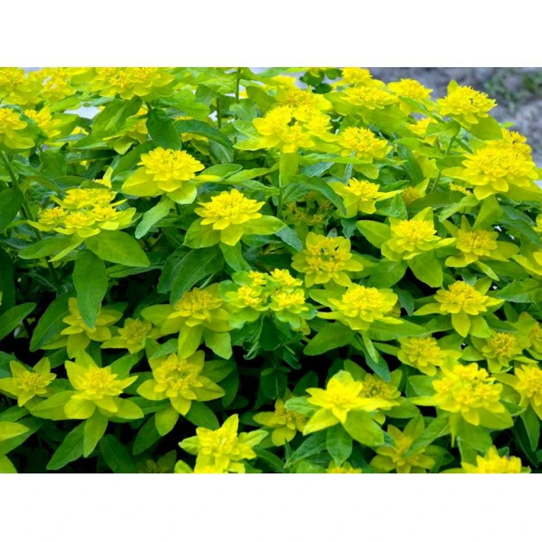 Forårs-Vortemælk Euphorbia Polychroma 1 Liter Potte 5 Forårs-Vortemælk Euphorbia Polychroma 1 Liter Potte - Billede 3