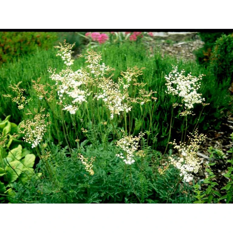 Knoldet Mjødurt 'Plena' Filipendula Vulgaris 'Plena' 1 Liter Potte 7 Knoldet Mjødurt 'Plena' Filipendula Vulgaris 'Plena' 1 Liter Potte - Billede 5