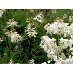 Knoldet Mjødurt 'Plena' Filipendula Vulgaris 'Plena' 1 Liter Potte 9 Knoldet Mjødurt 'Plena' Filipendula Vulgaris 'Plena' 1 Liter Potte -Osmo Salgsbutik mi969 filipendula vulgaris plena 5d90