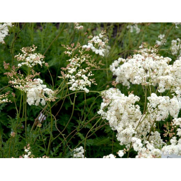 Knoldet Mjødurt 'Plena' Filipendula Vulgaris 'Plena' 1 Liter Potte 5 Knoldet Mjødurt 'Plena' Filipendula Vulgaris 'Plena' 1 Liter Potte - Billede 3