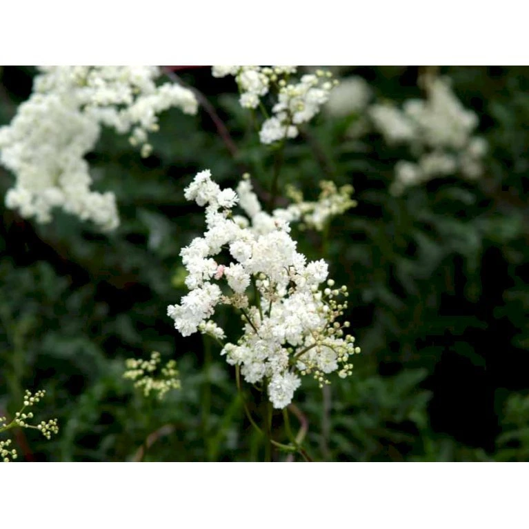 Knoldet Mjødurt 'Plena' Filipendula Vulgaris 'Plena' 1 Liter Potte 6 Knoldet Mjødurt 'Plena' Filipendula Vulgaris 'Plena' 1 Liter Potte - Billede 4