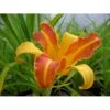 Daglilje 'Frans Hals' Hemerocallis 'Frans Hals' Potte 2 Liter. -Osmo Salgsbutik p1017 828 hemerocallis frans hals 7504