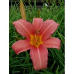 Daglilje 'Pink Damask' Hemerocallis 'Pink Damask' Potte 2 Liter. -Osmo Salgsbutik p1025 40734 hemerocallis pink damask 96d2