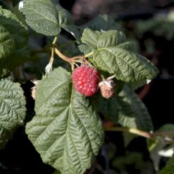 Efterårs Hindbær 'Autumn Bliss'® Rubus Idaeus 'Autumn Bliss'® Barrods,- 8-10 Mm. Rodhals. -Osmo Salgsbutik p1048 48837 rubus idaeus autumn bliss d57e