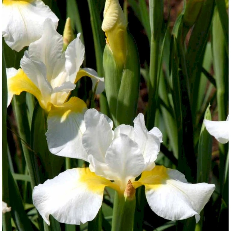 Sibirisk Iris 'Snow Queen' Iris Sibirica 'Snow Queen' 1 Liter Potte 3 Sibirisk Iris 'Snow Queen' Iris Sibirica 'Snow Queen' 1 Liter Potte