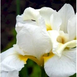 Sibirisk Iris 'Snow Queen' Iris Sibirica 'Snow Queen' 1 Liter Potte 9 Sibirisk Iris 'Snow Queen' Iris Sibirica 'Snow Queen' 1 Liter Potte -Osmo Salgsbutik p1161 37967 iris sibirica snow queen 009d