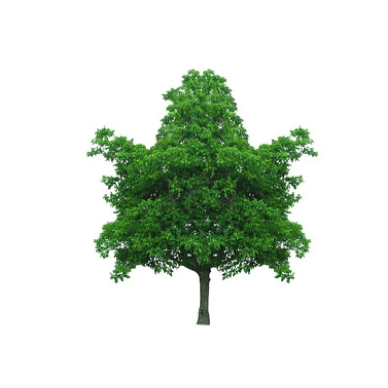 Almindelig Valnød Juglans Regia Heister 200-250 Cm. Med Potte 3 Almindelig Valnød Juglans Regia Heister 200-250 Cm. Med Potte