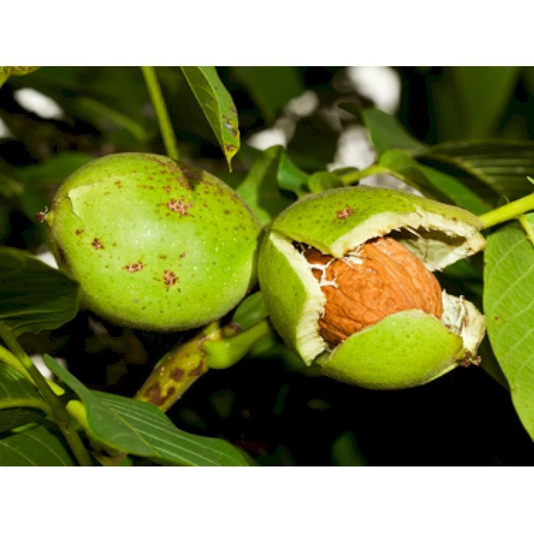 Almindelig Valnød Juglans Regia Heister 200-250 Cm. Med Potte 5 Almindelig Valnød Juglans Regia Heister 200-250 Cm. Med Potte - Billede 3