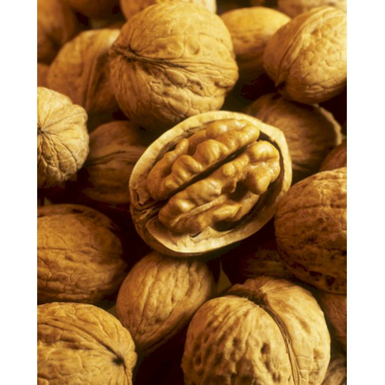 Almindelig Valnød Juglans Regia Heister 200-250 Cm. Med Potte 6 Almindelig Valnød Juglans Regia Heister 200-250 Cm. Med Potte - Billede 4