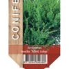 Kinesisk Enebær 'Mint Julep' Juniperus Chinensis 'Mint Julep' Potte 2,0 Liter,- 20-25 Cm. -Osmo Salgsbutik p1169 42005 juniperus chinensis mint julep cac3