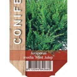 Kinesisk Enebær 'Mint Julep' Juniperus Chinensis 'Mint Julep' Potte 2,0 Liter,- 20-25 Cm.