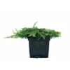 Almindelig Enebær 'Green Carpet' Juniperus Communis 'Green Carpet' Potte 2,0 Liter,- 20-25 Cm. -Osmo Salgsbutik p1173 43294 juniperus communis green carpet 1fac