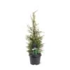 Almindelig Enebær 'Suecica' Juniperus Communis 'Suecica' Potte 3,0 Liter,- 40-60 Cm. -Osmo Salgsbutik p1177 49220 juniperus communis suecica 0e43