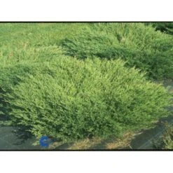 Krybende Enebær 'Andorra Compact' Juniperus Horizontalis 'Andorra Compact' Potte 7,5 Liter 40-60 Cm.