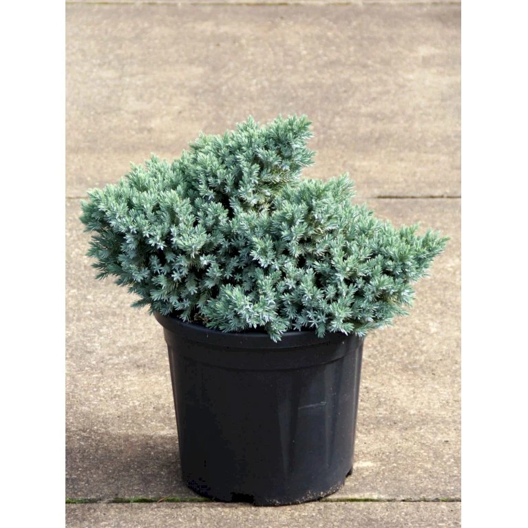 Lavtvoksende Blå Enebær 'Blue Star' Juniperus Squamata 'Blue Star' Potte 5,0 Liter,- 25-30 Cm. 3 Lavtvoksende Blå Enebær 'Blue Star' Juniperus Squamata 'Blue Star' Potte 5,0 Liter,- 25-30 Cm.