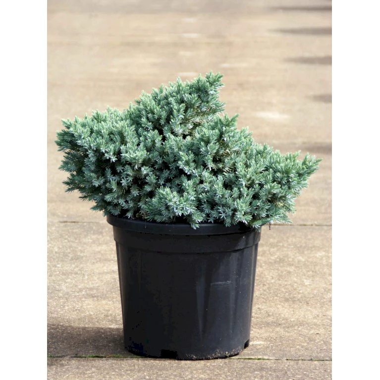 Lavtvoksende Blå Enebær 'Blue Star' Juniperus Squamata 'Blue Star' Potte 5,0 Liter,- 25-30 Cm. 5 Lavtvoksende Blå Enebær 'Blue Star' Juniperus Squamata 'Blue Star' Potte 5,0 Liter,- 25-30 Cm. - Billede 3