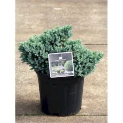 Lavtvoksende Blå Enebær 'Blue Star' Juniperus Squamata 'Blue Star' Potte 5,0 Liter,- 25-30 Cm. 13 Lavtvoksende Blå Enebær 'Blue Star' Juniperus Squamata 'Blue Star' Potte 5,0 Liter,- 25-30 Cm. -Osmo Salgsbutik p1183 11153 juniperus squamata blue star 482f