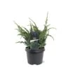 Blå Enebær 'Meyeri' Juniperus Squamata 'Meyeri' Potte 3,0 Liter,- 30-40 Cm. -Osmo Salgsbutik p1184 47622 juniperus squamata meyeri 04dc