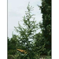 Japansk Lærk Larix Kaempferi Potte 7,5 Liter 175-200 Cm. -Osmo Salgsbutik p1209 973 larix kaempferi 87bf