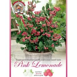 Lyserød Blåbær 'Pink Lemonade' Vaccinium Ashei 'Pink Lemonade' Potte 3,0 Liter,- Opbundet