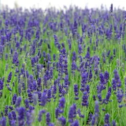 Lavendel 'Hidcote Blue' Lavandula Angustifolia 'Hidcote Blue' Med Potte, Kompakte, 10 Cm. Potte