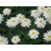 Kæmpemargerit 'Wirral Supreme' Leucanthemum Supberbum 'Wirral Supreme'' 1 Liter Potte