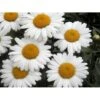 Kæmpemargerit 'Sølvprinsessen' Leucanthemum Superbum 'Sølvprinsessen' 1 Liter Potte -Osmo Salgsbutik p1221 985 leucanthemum superbum soelvprinsessen 9ed7