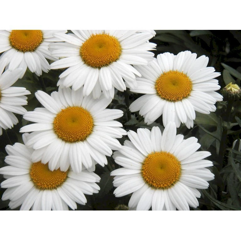 Kæmpemargerit 'Sølvprinsessen' Leucanthemum Superbum 'Sølvprinsessen' 1 Liter Potte 3 Kæmpemargerit 'Sølvprinsessen' Leucanthemum Superbum 'Sølvprinsessen' 1 Liter Potte
