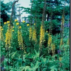 Aks-Brandbæger Ligularia Przewalskii 1 Liter Potte