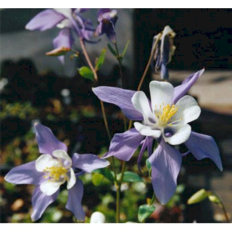 Langsporet Akeleje 'Blue Star' Aquilegia Caerulea 'Blue Star' 1 Liter Potte 3 Langsporet Akeleje 'Blue Star' Aquilegia Caerulea 'Blue Star' 1 Liter Potte