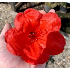 'Elizabeth (rød Nyvækst) Rhododendron Hybrid 'Elizabeth' Potte 5,0 Liter,- 30-40 Cm. -Osmo Salgsbutik p12781 36776 rhododendron elisabeth roed nyvaekst 078a