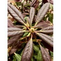 'Elizabeth (rød Nyvækst) Rhododendron Hybrid 'Elizabeth' Potte 5,0 Liter,- 30-40 Cm. -Osmo Salgsbutik p12781 38015 rhododendron hybrid elizabeth aa80