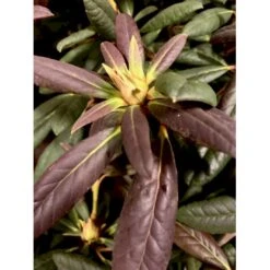 'Elizabeth (rød Nyvækst) Rhododendron Hybrid 'Elizabeth' Potte 5,0 Liter,- 30-40 Cm. -Osmo Salgsbutik p12781 38016 rhododendron hybrid elizabeth f0c3