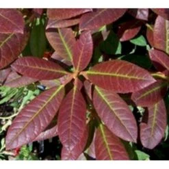 'Elizabeth (rød Nyvækst) Rhododendron Hybrid 'Elizabeth' Potte 5,0 Liter,- 30-40 Cm. -Osmo Salgsbutik p12781 7552 rhododendron hyb elizabeth red foliage 2258