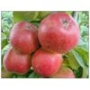 Æble 'Collina' Malus X 'Collina' 4-8 Grene. 120-160 Cm. Potte, (M7) -Osmo Salgsbutik p12815 7532 malus x collina 3fc9