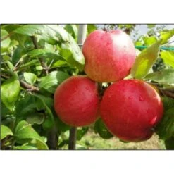 Æble 'Collina' Malus X 'Collina' 4-8 Grene. 120-160 Cm. Potte, (M7) -Osmo Salgsbutik p12815 7533 malus x collina 866e